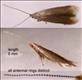 0491 (37.006) Coleophora gryphipennella